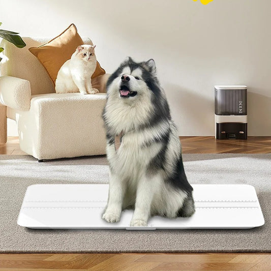 Large Pet Scale