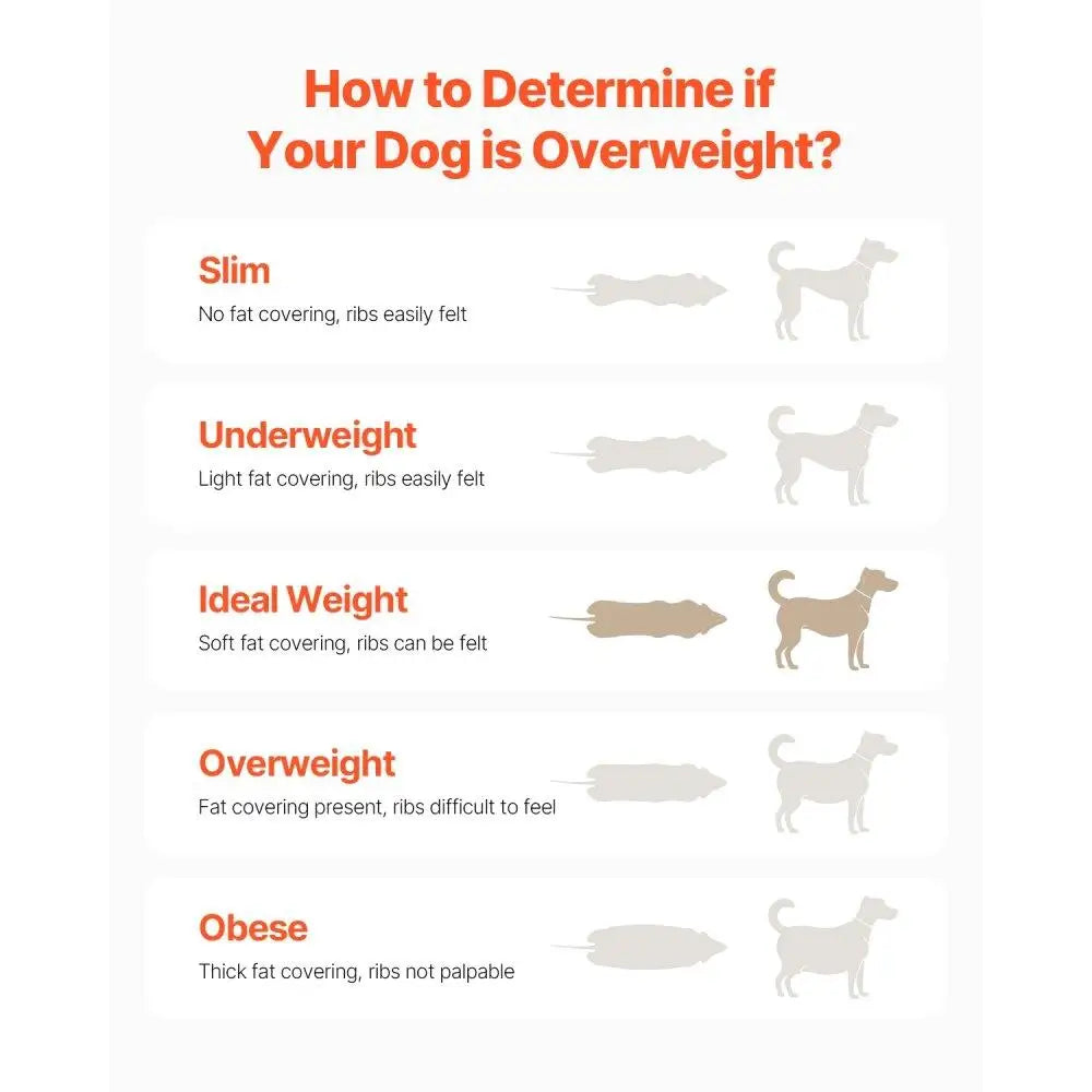 Dog Treadmill
