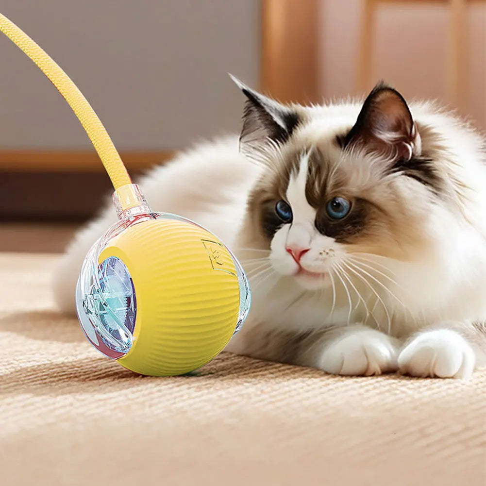 Cat Toys