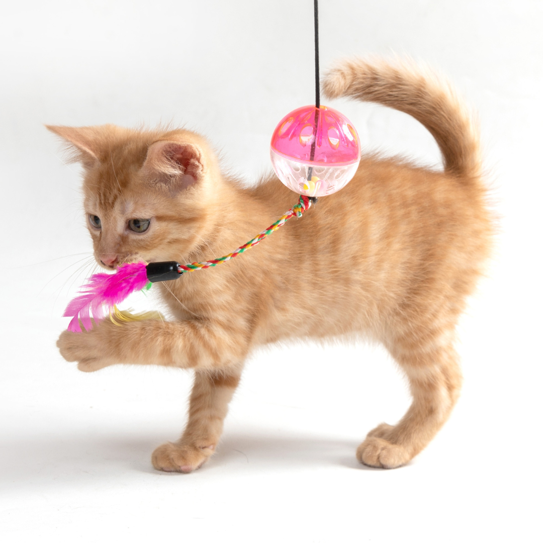 Purrfect For Cats