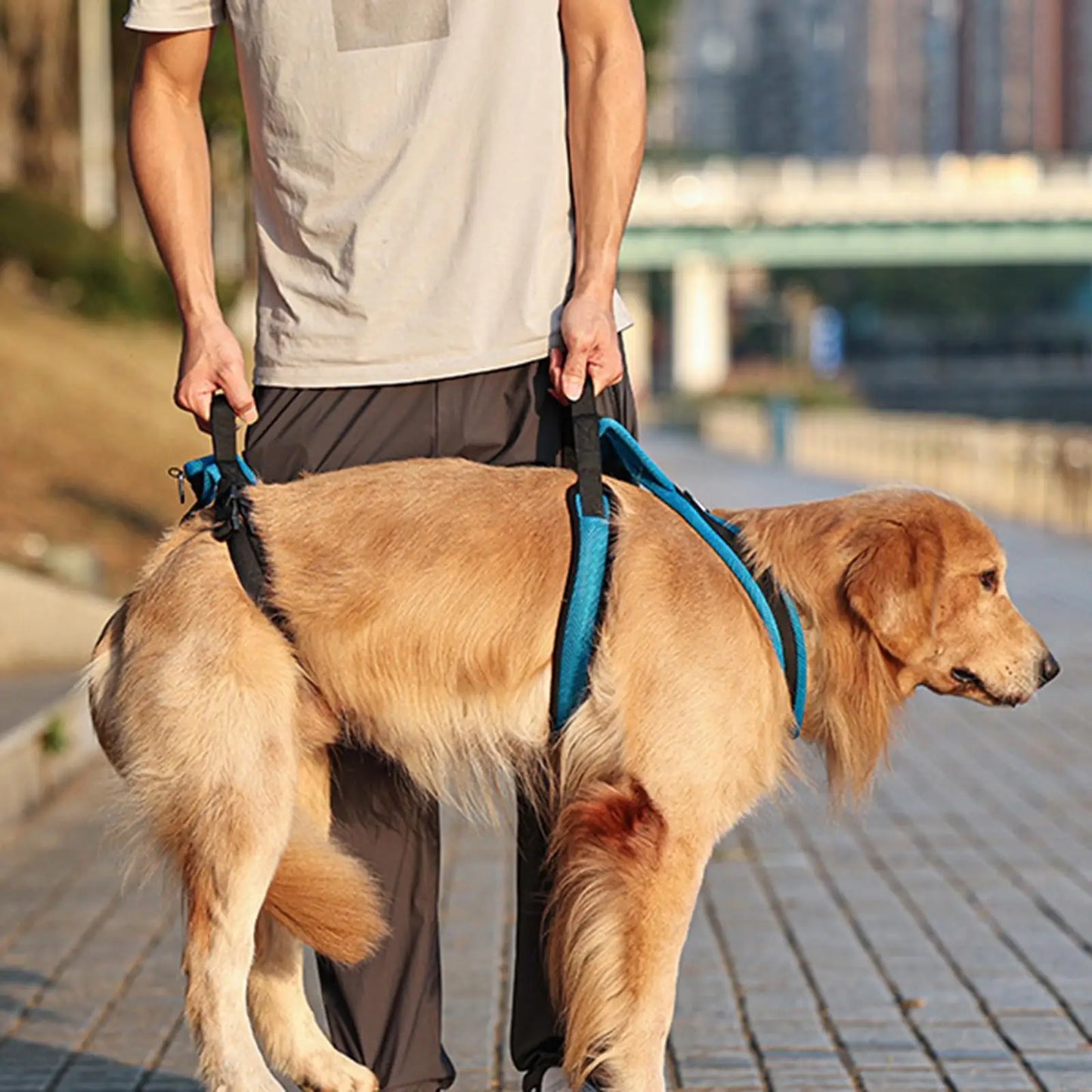 Elderly Dog Support Sling